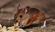 24 Hour & Emergency Exterminators in Sula, MT